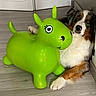 dog, toy, indoor, floor, inflatable, green, animal, pet, lounge, fur, tricolor, wood, door, relax, playful, companion, cute, paw, face, home