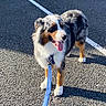 Syrius participe au concours pour gagner de l'argent avec cette photo : dog, australian_shepherd, leash, parking_lot, asphalt, sunlight, pet, animal, outdoor, tongue_out, happy, fur, muzzle, ears, tail, four_legs, walking, playful, companion, canine