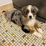 Syrius a rejoint le concours — aidez-le/la à gagner de superbes lots ! puppy, dog, australian_shepherd, floor, tile, patterned_tile, indoor, pet, animal, fur, brown, white, black, gray, cute, laying_down, looking_up, kitchen, appliance, young_dog