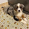 puppy, dog, australian_shepherd, floor, tile, patterned_tile, indoor, pet, animal, fur, brown, white, black, gray, cute, laying_down, looking_up, kitchen, appliance, young_dog