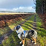 Syrius participe au concours pour gagner de l'argent avec cette photo : dog, australian_shepherd, canine, pet, harness, grass, forest, trees, path, nature, outdoor, landscape, cloudy_sky, mist, autumn, ferns, walking_path, animal, side_view, daylight