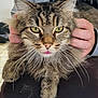 Diesel participe au concours pour gagner de l'argent avec cette photo : cat, tabby, fluffy, pet, animal, whiskers, yellow_eyes, pink_tongue, hands, person, furry, closeup, cute, domestic_cat, face, fur, indoor, relaxed, friendly, portrait