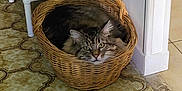 Diesel a rejoint le concours — aidez-le/la à gagner de superbes lots ! cat, tabby_cat, basket, wicker, floor, patterned_floor, indoor, furniture, shelf, household_items, curious, cozy, pet, animal, resting, cute, domestic, fur, ears, eyes