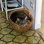 cat, tabby_cat, basket, wicker, floor, patterned_floor, indoor, furniture, shelf, household_items, curious, cozy, pet, animal, resting, cute, domestic, fur, ears, eyes