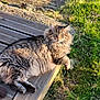 Diesel a rejoint le concours — aidez-le/la à gagner de superbes lots ! cat, tabby, fluffy, animal, pet, outdoor, grass, wooden_deck, sunlight, feline, relaxed, alert, nature, mammal, fur, whiskers, paw, daylight, cute, laying_down