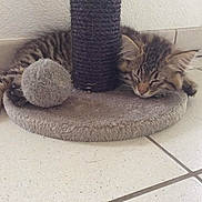 Diesel a rejoint le concours — aidez-le/la à gagner de superbes lots ! kitten, cat, sleeping, scratching_post, plush_ball, fuzzy, tabby, fur, pet, indoor, floor, tile, cozy, resting, cute, animal, young, domestic, quiet, relaxed