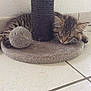kitten, cat, sleeping, scratching_post, plush_ball, fuzzy, tabby, fur, pet, indoor, floor, tile, cozy, resting, cute, animal, young, domestic, quiet, relaxed