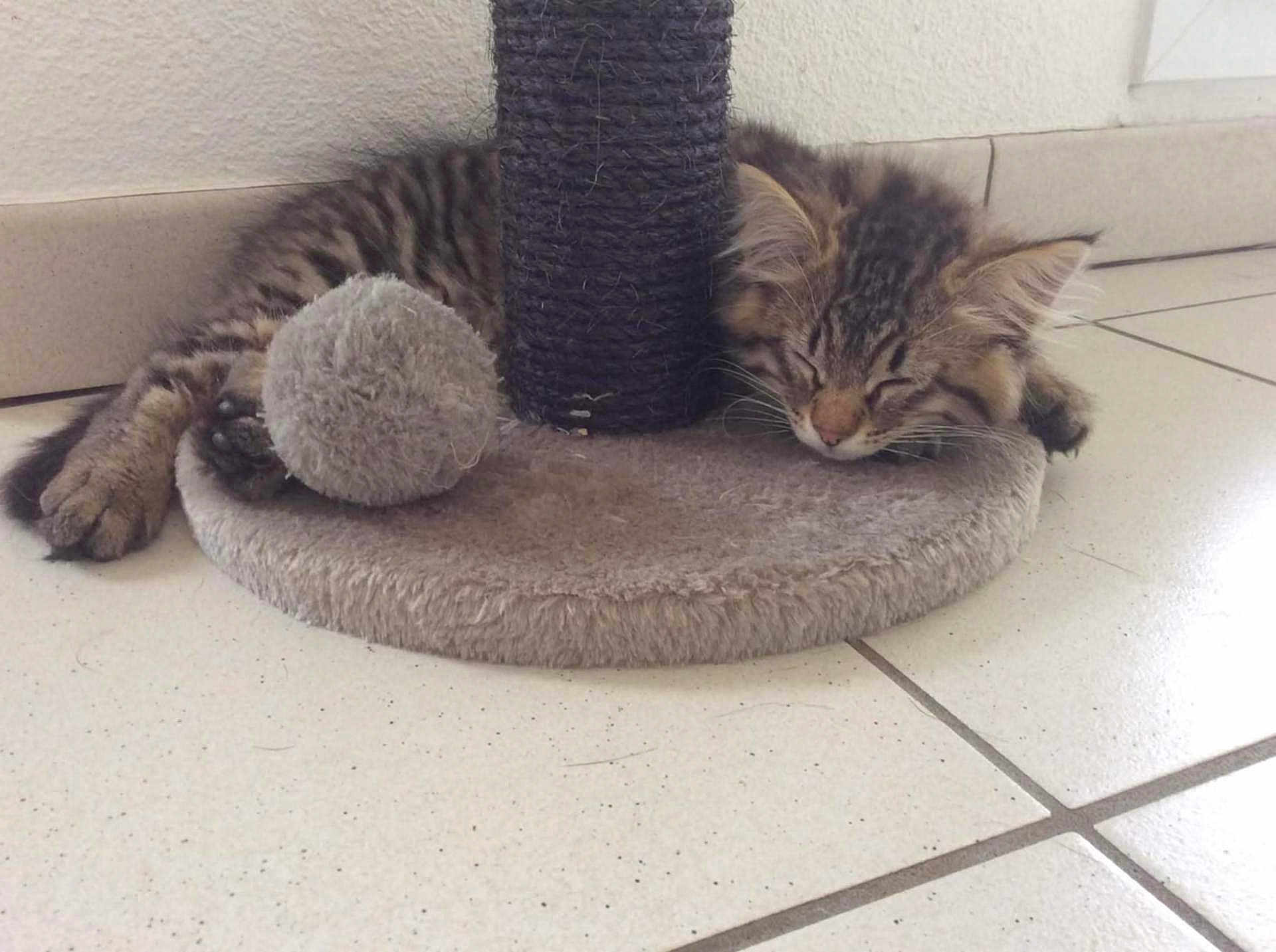 Diesel a rejoint le concours — aidez-le/la à gagner de superbes lots ! kitten, cat, sleeping, scratching_post, plush_ball, fuzzy, tabby, fur, pet, indoor, floor, tile, cozy, resting, cute, animal, young, domestic, quiet, relaxed