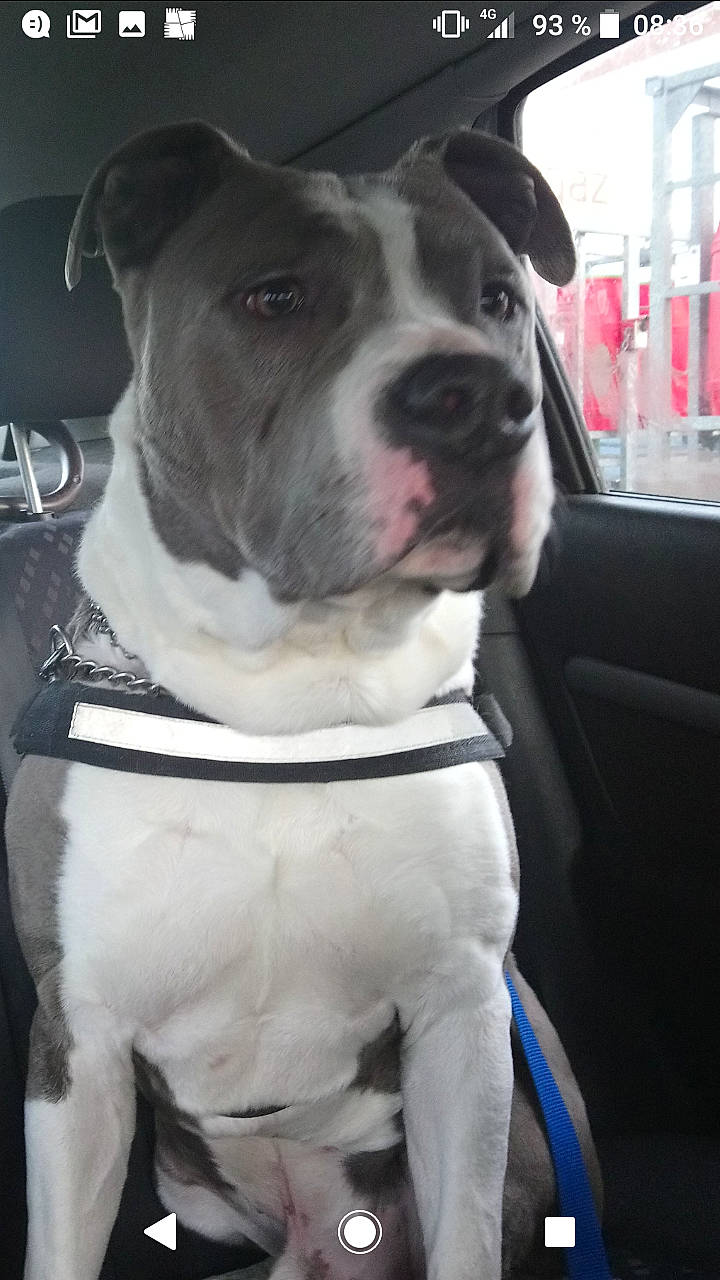 Tyson participe au concours pour gagner de l'argent avec cette photo : american_bulldog, american_pit_bull_terrier, american_staffordshire_terrier, bandog, bull_and_terrier, bully_kutta, canidae, carnivore, dog, dog_breed, fawn, mammal, non_sporting_group, pit_bull, rare_breed_dog, snout, sporting_group, staffordshire_bull_terrier, valley_bulldog, vertebrate