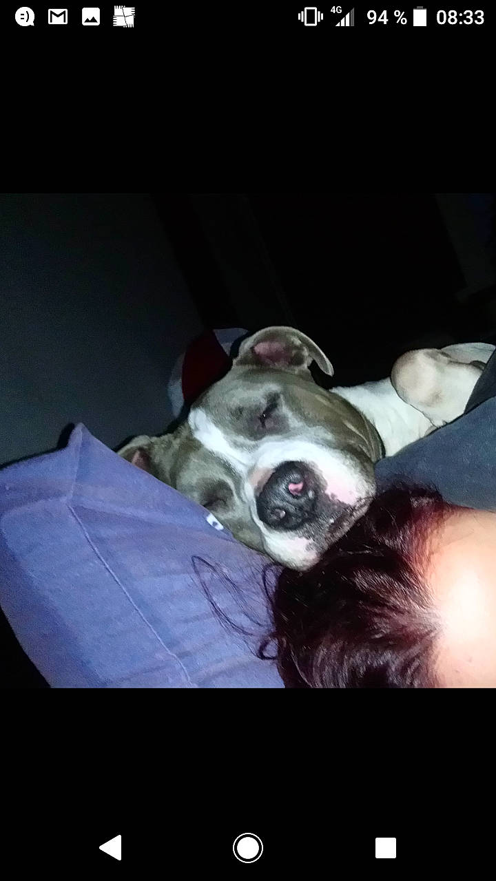 Tyson participe au concours pour gagner de l'argent avec cette photo : american_bulldog, american_pit_bull_terrier, american_staffordshire_terrier, boston_terrier, bulldog, canidae, carnivore, companion_dog, dog, dog_breed, ear, head, non_sporting_group, nose, pit_bull, puppy, puppy_love, snout, sporting_group