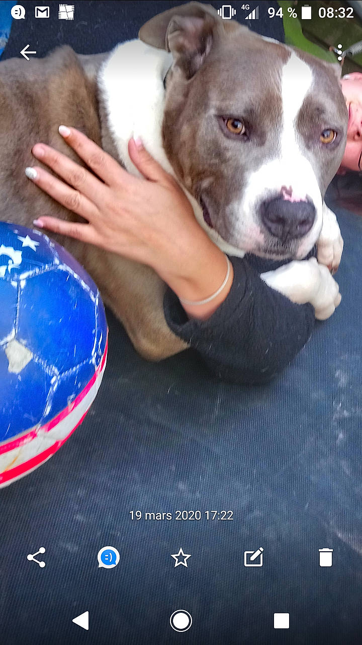 Tyson a rejoint le concours — aidez-le/la à gagner de superbes lots ! american_pit_bull_terrier, american_staffordshire_terrier, bulldog, canidae, carnivore, dog, dog_breed, fawn, mammal, non_sporting_group, pit_bull, rare_breed_dog, snout, staffordshire_bull_terrier, terrier, vertebrate