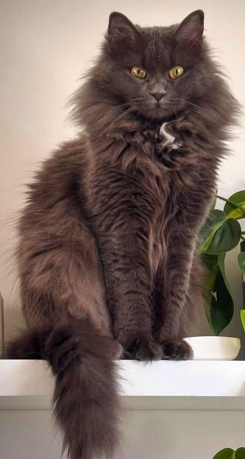 India a rejoint le concours — aidez-le/la à gagner de superbes lots ! animal, cat, close_up, domestic_animal, feline, fluffy, fur, golden_eyes, gray, houseplant, indoor, long_hair, looking_at_camera, pet, plant, portrait, shelf, sitting, tail, whiskers