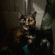 Chichi participe au concours pour gagner de l'argent avec cette photo : cat, tortoiseshell, animal, pet, feline, portrait, eyes, whiskers, dark, shadow, indoor, closeup, face, fur, looking, alone, cute, mammal, domestic, curious