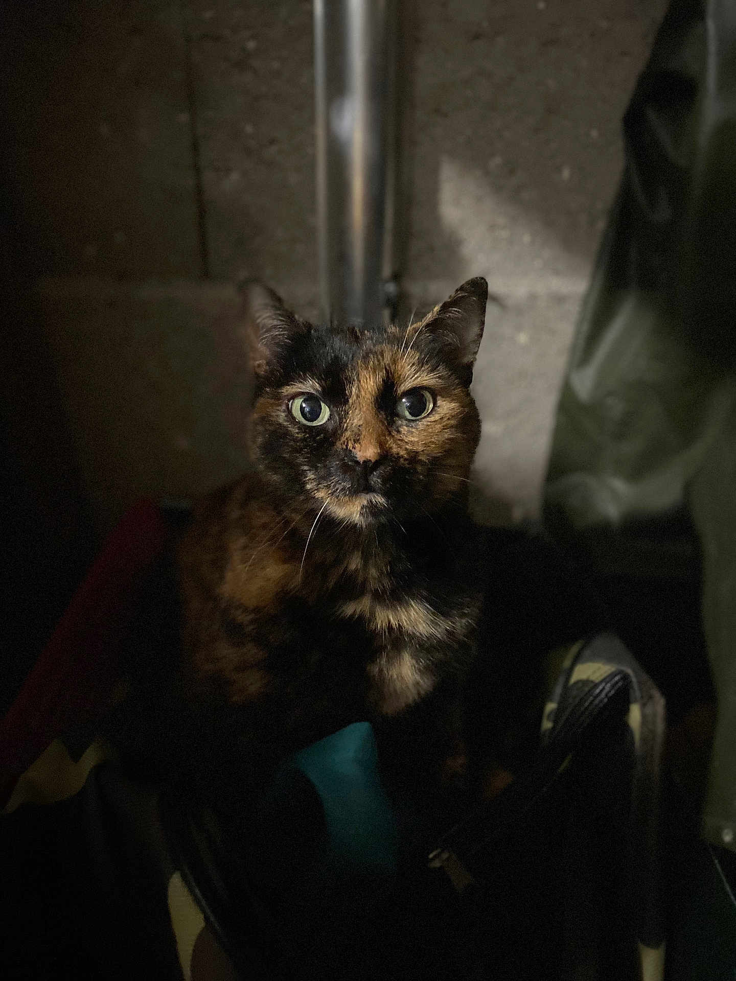 Chichi participe au concours pour gagner de l'argent avec cette photo : cat, tortoiseshell, animal, pet, feline, portrait, eyes, whiskers, dark, shadow, indoor, closeup, face, fur, looking, alone, cute, mammal, domestic, curious