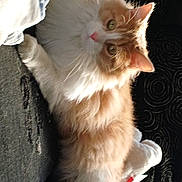 Ulys participe au concours pour gagner de l'argent avec cette photo : cat, fluffy, orange_and_white, pet, indoor, couch, blanket, plush_toy, relaxed, fur, whiskers, green_eyes, paw, comfort, cozy, domestic, feline, resting, soft_light, texture