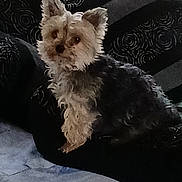 Bebe a rejoint le concours — aidez-le/la à gagner de superbes lots ! dog, small_dog, fluffy, couch, blanket, indoor, pet, curious, furniture, window, patterned_cushion, fur, ears, sitting, animal, companion, domestic, resting, cute, living_room