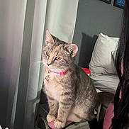 Calypso is registered to the contest to win money with this photo: cat, tabby_cat, pink_collar, curtain, chair, blanket, notebook, person, indoor, home, painting, wall, furniture, pet, domestic_animal, seated, closeup, looking_away, cozy, writing