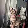cat, tabby_cat, pink_collar, curtain, chair, blanket, notebook, person, indoor, home, painting, wall, furniture, pet, domestic_animal, seated, closeup, looking_away, cozy, writing
