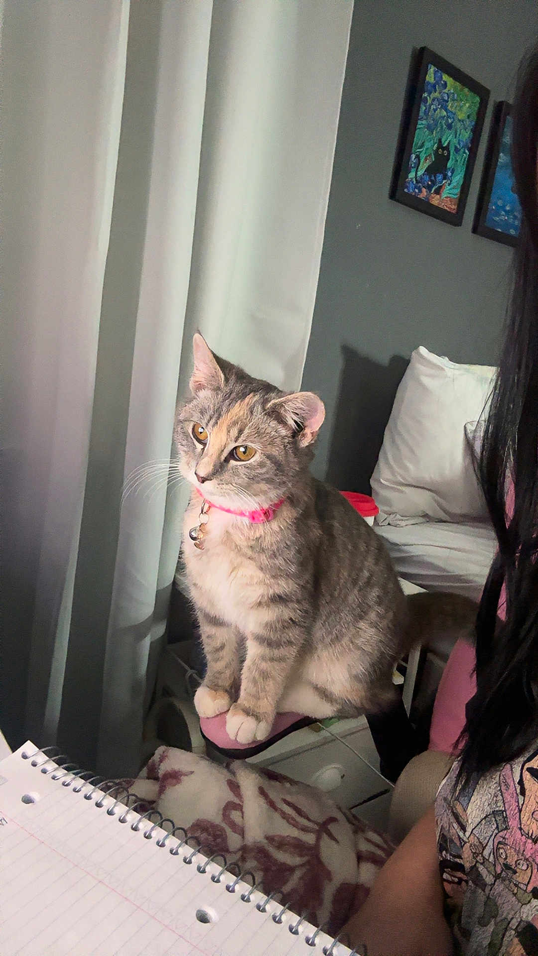 Calypso is registered to the contest to win money with this photo: cat, tabby_cat, pink_collar, curtain, chair, blanket, notebook, person, indoor, home, painting, wall, furniture, pet, domestic_animal, seated, closeup, looking_away, cozy, writing