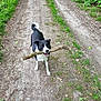 Tonka a rejoint le concours — aidez-le/la à gagner de superbes lots ! dog, black_and_white, stick, dirt_path, grass, trees, outdoor, animal, pet, playful, nature, canine, leaf, happy, walking, daylight, fur, tail, mouth, park