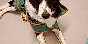 Tonka a rejoint le concours — aidez-le/la à gagner de superbes lots ! dog, black_and_white, pet, lying_down, jacket, green_clothing, orange_trim, floor, indoor, animal, canine, fur, ears, eyes, nose, paws, looking_up, cute, companion, domestic