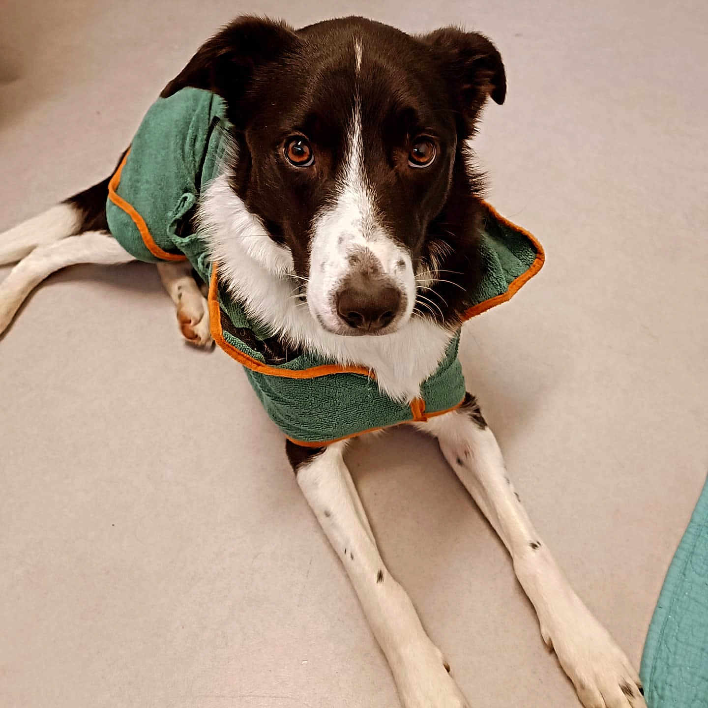 Tonka a rejoint le concours — aidez-le/la à gagner de superbes lots ! dog, black_and_white, pet, lying_down, jacket, green_clothing, orange_trim, floor, indoor, animal, canine, fur, ears, eyes, nose, paws, looking_up, cute, companion, domestic