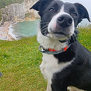Tonka a rejoint le concours — aidez-le/la à gagner de superbes lots ! dog, black_and_white, collar, grass, cliff, beach, water, outdoor, nature, animal, pet, closeup, scenic, landscape, field, wildflowers, sitting, curious, sky, coast