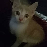 Rain is registered to the contest to win money with this photo: kitten, cat, orange, white, pet, animal, cute, feline, young, indoor, dark, blurry, small, sitting, eyes, fur, whiskers, looking, face, portrait