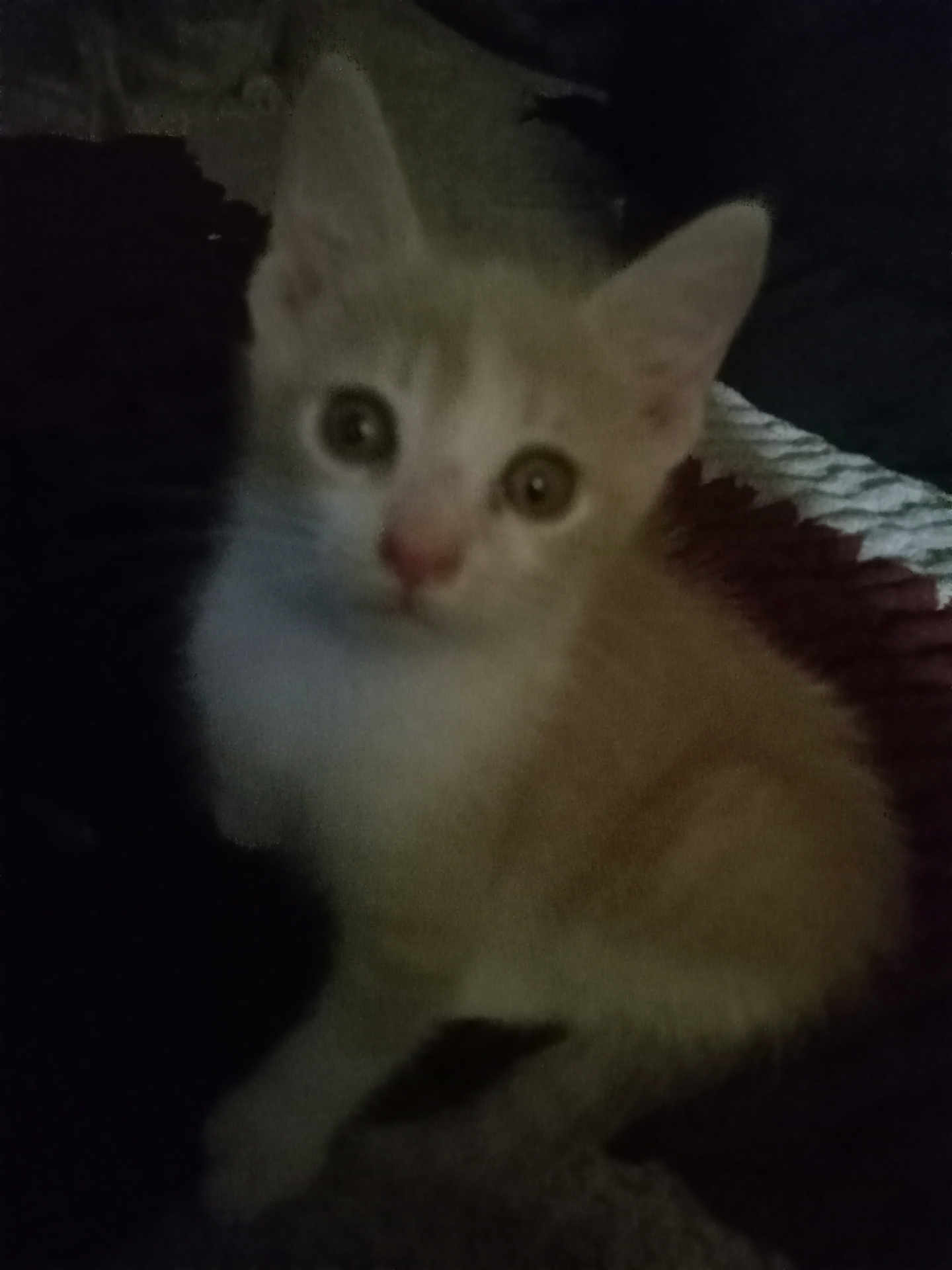 Rain is registered to the contest to win money with this photo: kitten, cat, orange, white, pet, animal, cute, feline, young, indoor, dark, blurry, small, sitting, eyes, fur, whiskers, looking, face, portrait