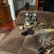 Mystique joined the competition — help win amazing prizes! brown_couch, cat, couch, cozy, domestic_animal, ears, eyes, feline, fur, furniture, home, indoor, living_room, pet, relaxed, sitting, tail, tortoiseshell_cat, wooden_floor, wooden_furniture