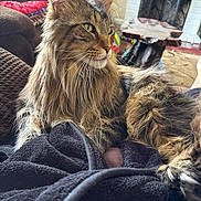 Smokey joined the competition — help win amazing prizes! cat, tabby_cat, long_hair, pet, animal, feline, indoor, blanket, couch, living_room, fireplace, table, fur, whiskers, ears, eyes, relaxed, cozy, home, portrait