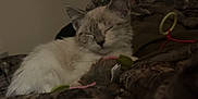 Kiba is registered to the contest to win money with this photo: cat, sleeping, toy, blanket, camo_pattern, fur, pet, indoor, cozy, resting, feline, animal, cute, soft, domestic, comfort, relaxed, closeup, whiskers, ears