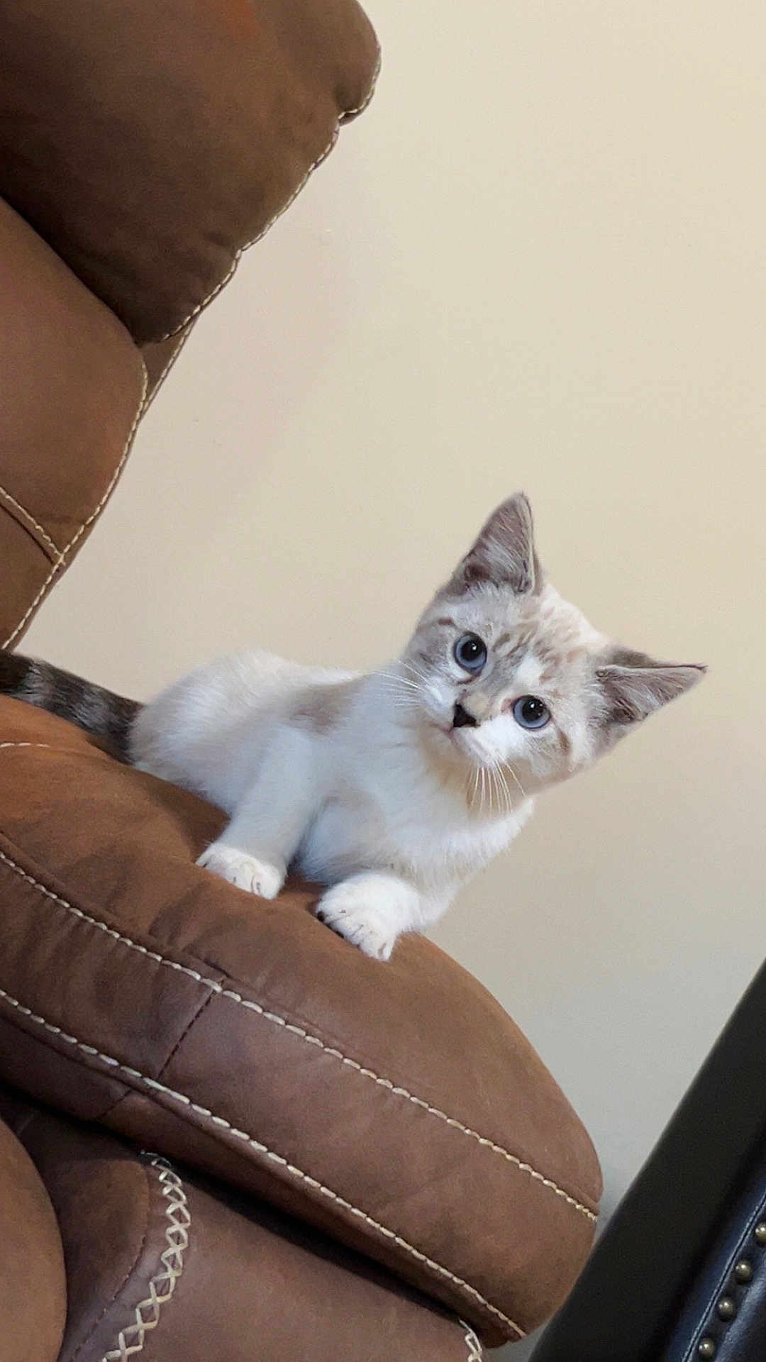 Kiba joined the competition — help win amazing prizes! cat, kitten, blue_eyes, white_fur, gray_fur, leather_chair, indoor, pet, cute, curious, animal, feline, resting, seated, young, domestic, cozy, soft_fur, close_up, head_tilt