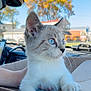 Kiba is registered to the contest to win money with this photo: kitten, cat, blue_eyes, cardboard_box, car_interior, autumn, tree, outdoor, pet, young_animal, whiskers, fur, paw, window, daylight, animal_portrait, curious, domestic_cat, close_up, side_view