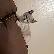 Kiba joined the competition — help win amazing prizes! kitten, cat, brown_couch, curious, peeking, indoor, wall, furniture, pet, animal, cute, small, young, whiskers, ears, paws, looking, fur, light, shadow
