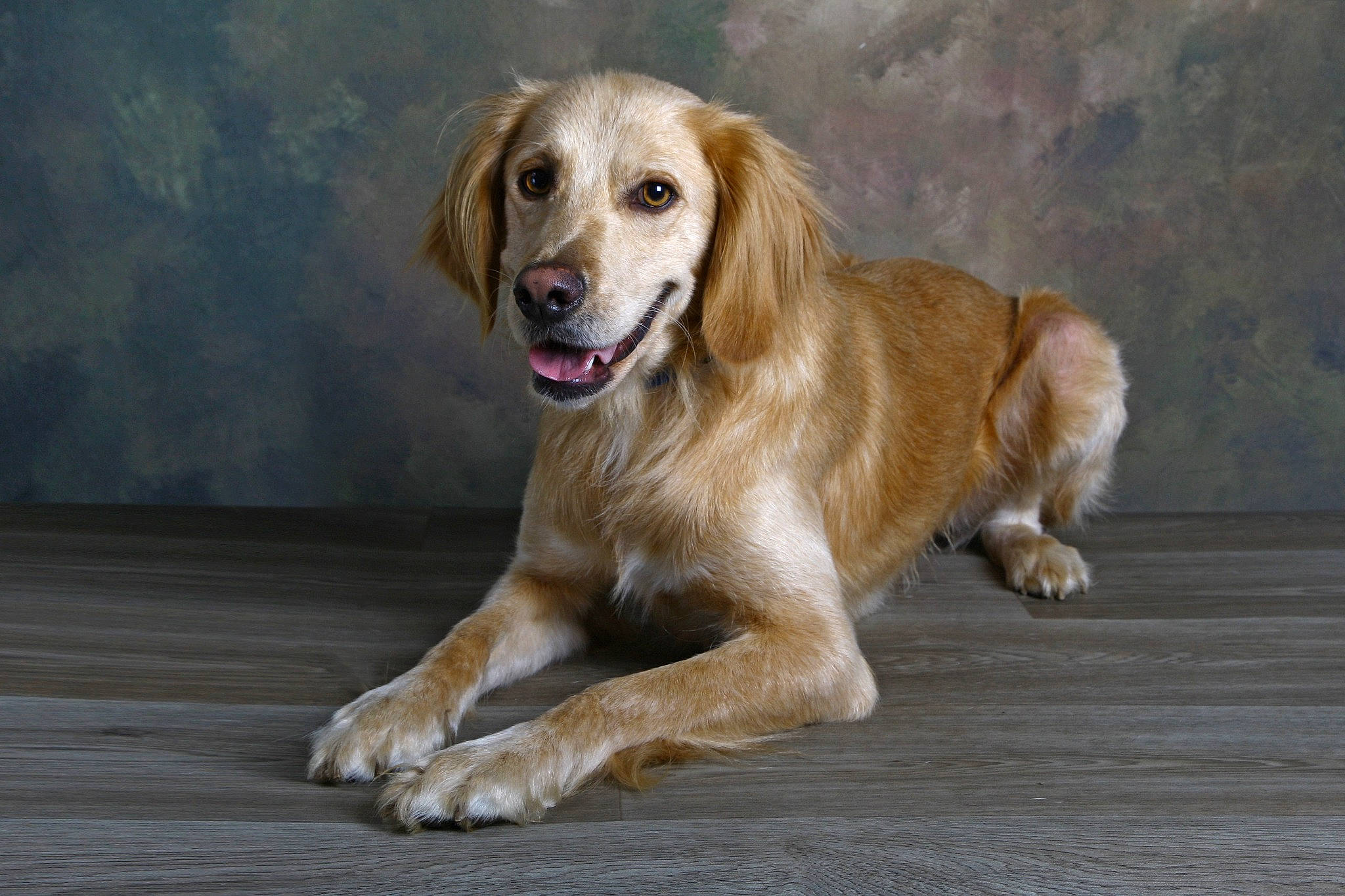 Bambi a rejoint le concours — aidez-le/la à gagner de superbes lots ! ancient_dog_breeds, balance, ball, carnivore, companion_dog, dog, dog_breed, fawn, fur, gun_dog, paw, retriever, snout, tail, terrestrial_animal, whiskers, wood, working_dog