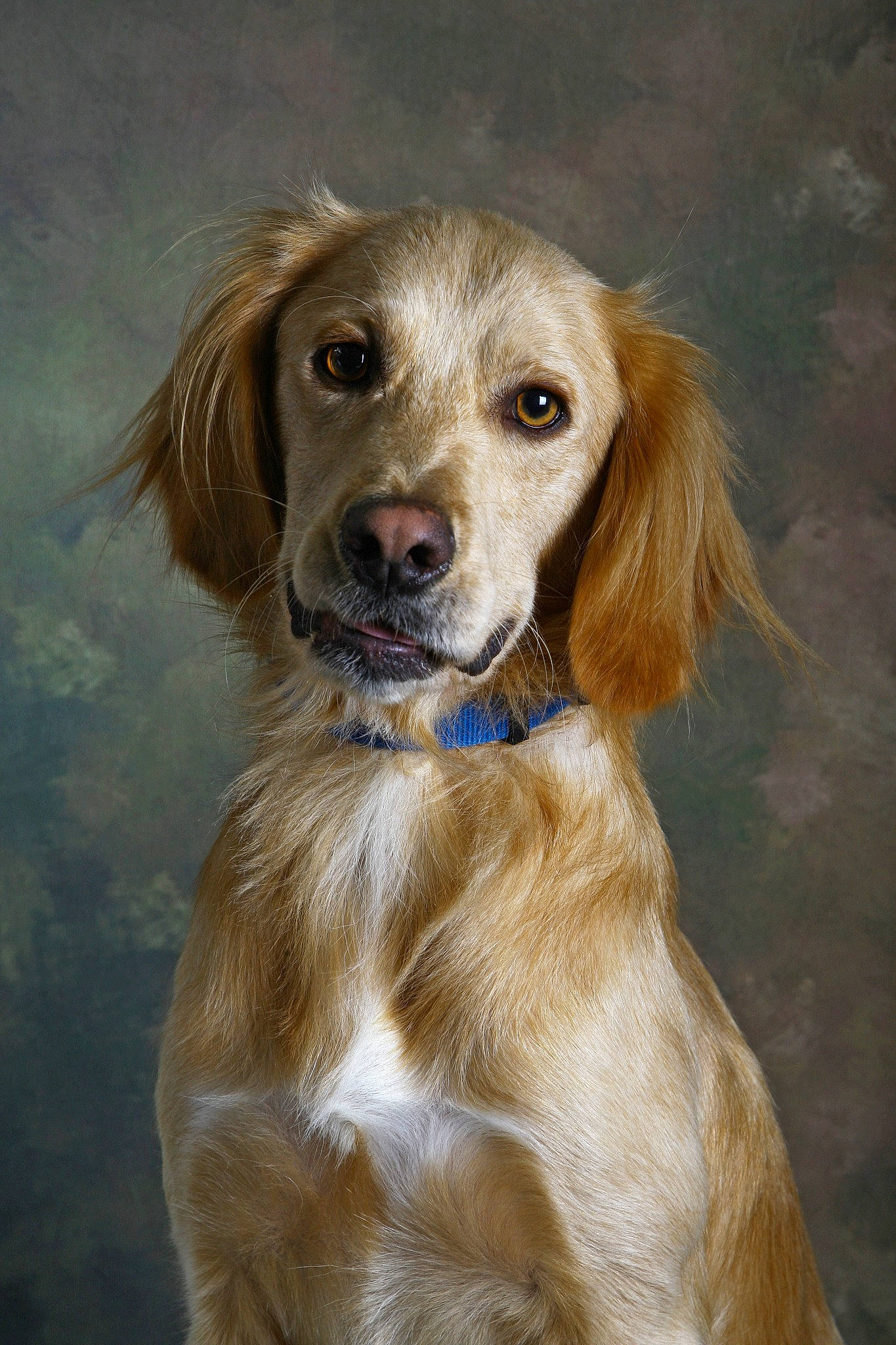 Bambi participe au concours pour gagner de l'argent avec cette photo : ball, carnivore, companion_dog, dog, dog_breed, fawn, fur, gun_dog, liver, snout, sporting_group, whiskers, working_animal