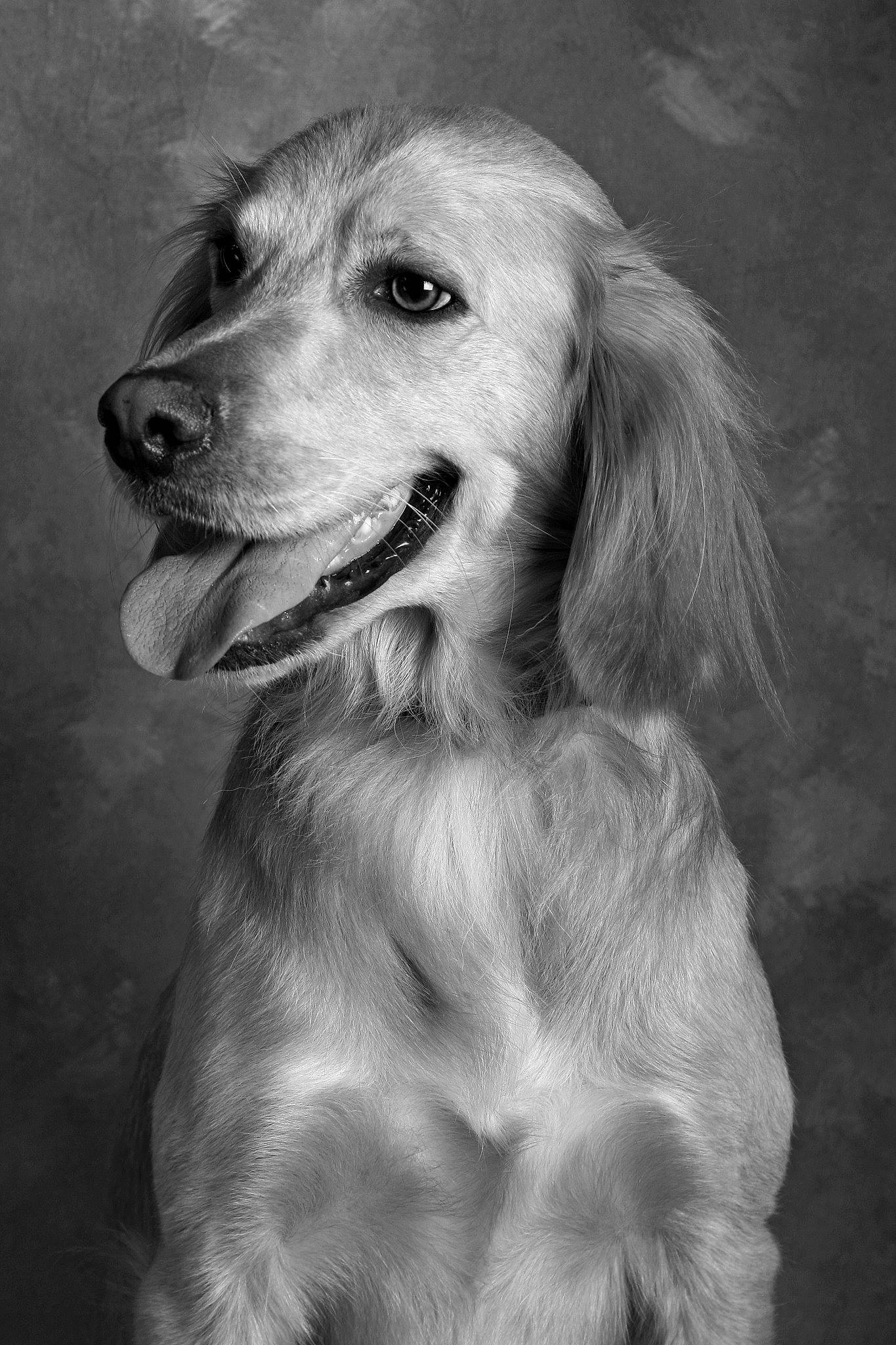 Bambi a rejoint le concours — aidez-le/la à gagner de superbes lots ! canidae, carnivore, companion_dog, dog, dog_breed, flash_photography, fur, gun_dog, happy, monochrome, monochrome_photography, smile, snout, sporting_group, stock_photography, style, whiskers, working_dog