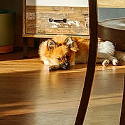 Appy a rejoint le concours — aidez-le/la à gagner de superbes lots ! dog, animal, pet, indoor, wooden_floor, sunlight, shadow, cabinet, furniture, resting, cozy, brown, white, fluffy, ears, paw, floor, home, relaxing, quiet