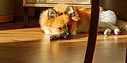 Appy a rejoint le concours — aidez-le/la à gagner de superbes lots ! animal, brown, cabinet, cozy, dog, ears, floor, fluffy, furniture, home, indoor, paw, pet, quiet, relaxing, resting, shadow, sunlight, white, wooden_floor