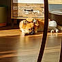 dog, animal, pet, indoor, wooden_floor, sunlight, shadow, cabinet, furniture, resting, cozy, brown, white, fluffy, ears, paw, floor, home, relaxing, quiet