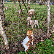 Appy a rejoint le concours — aidez-le/la à gagner de superbes lots ! animal, canine, curious, dog, farm, fence, field, grass, greenery, lamb, leash, nature, outdoor, pasture, pet, rural, sheep, sky, trees, wood