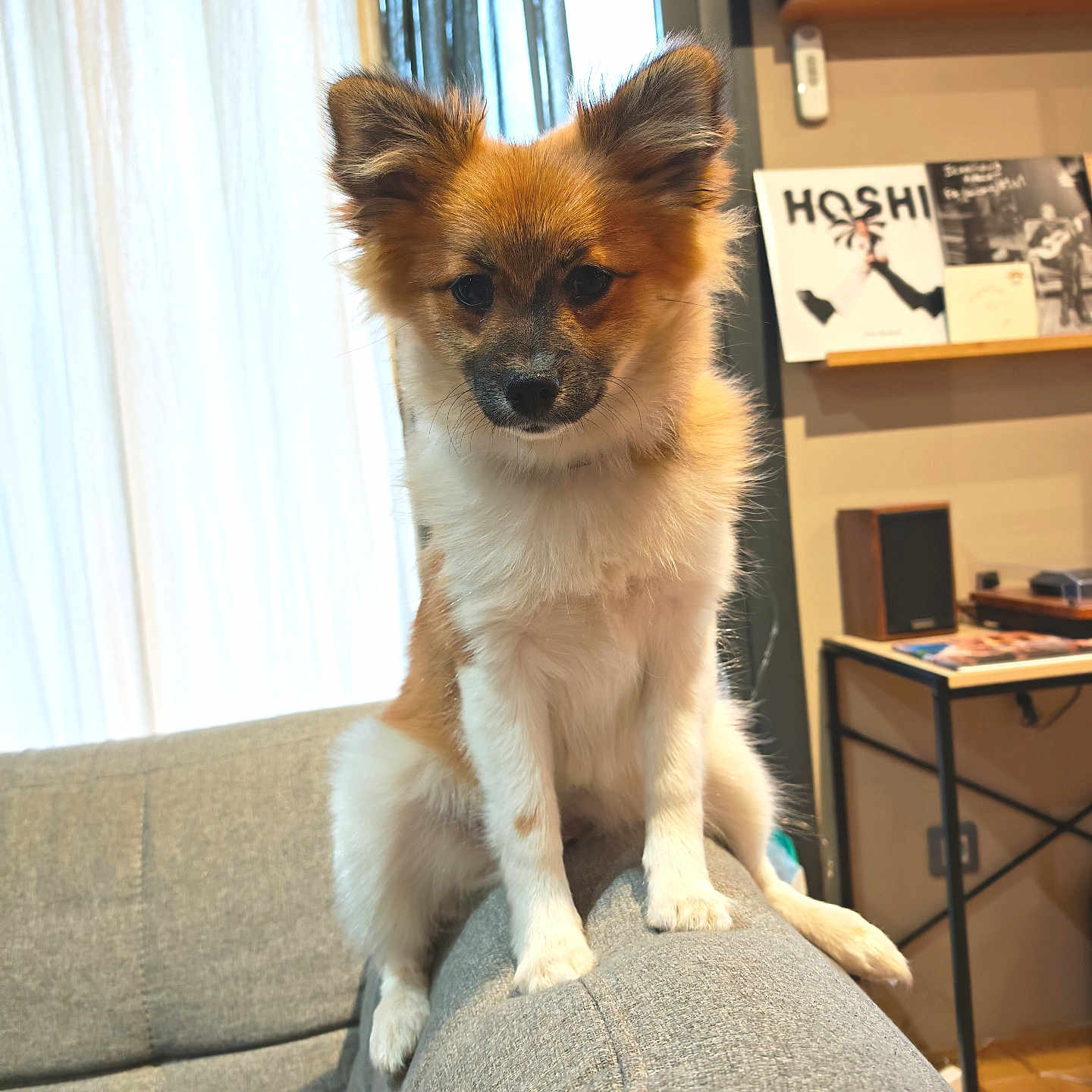 Appy participe au concours pour gagner de l'argent avec cette photo : artwork, books, brown, couch, cozy, curious, dog, ears, fluffy, furniture, indoor, light, living_room, pet, shelf, sitting, tail, white, window, wood_floor
