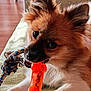dog, puppy, toy, rope, orange, chewing, pet, fur, ears, indoor, blanket, brown, white, closeup, cute, animal, playing, pet_toy, paw, relaxing