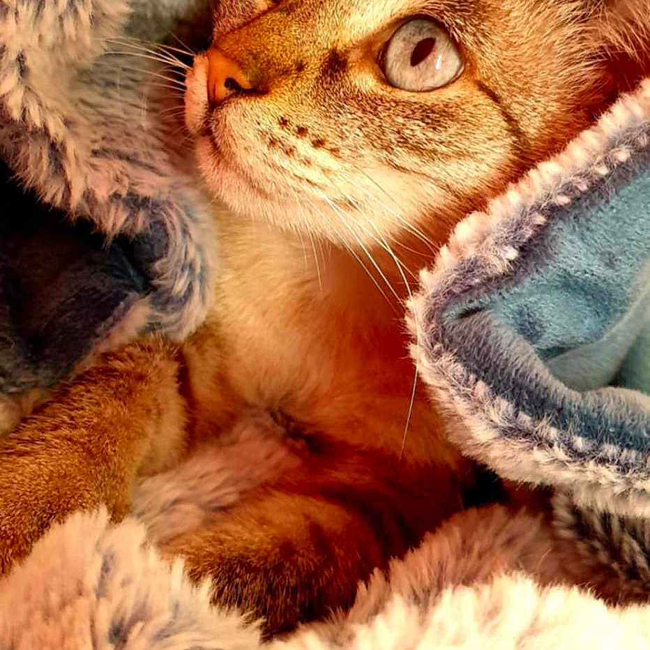 Miamia a rejoint le concours — aidez-le/la à gagner de superbes lots ! animal, blanket, cat, closeup, comfort, cozy, curious, cute, eyes, feline, fur, indoors, pet, portrait, relaxed, resting, snuggled, soft, warm, whiskers