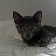 Luna joined the competition — help win amazing prizes! cat, grey_cat, pet, animal, feline, paw, comb, blanket, indoor, curious, yellow_eyes, soft, relaxed, cute, whiskers, ears, closeup, fur, bed, cozy