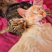 Belle Et Albus a rejoint le concours — aidez-le/la à gagner de superbes lots ! cat, tabby_cat, cream_cat, sleeping, yawning, snuggling, pets, fur, whiskers, pink_blanket, indoor, close_up, cute, animal, resting, cozy, companionship, relaxed, friendship, soft