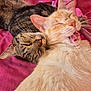 cat, tabby_cat, cream_cat, sleeping, yawning, snuggling, pets, fur, whiskers, pink_blanket, indoor, close_up, cute, animal, resting, cozy, companionship, relaxed, friendship, soft