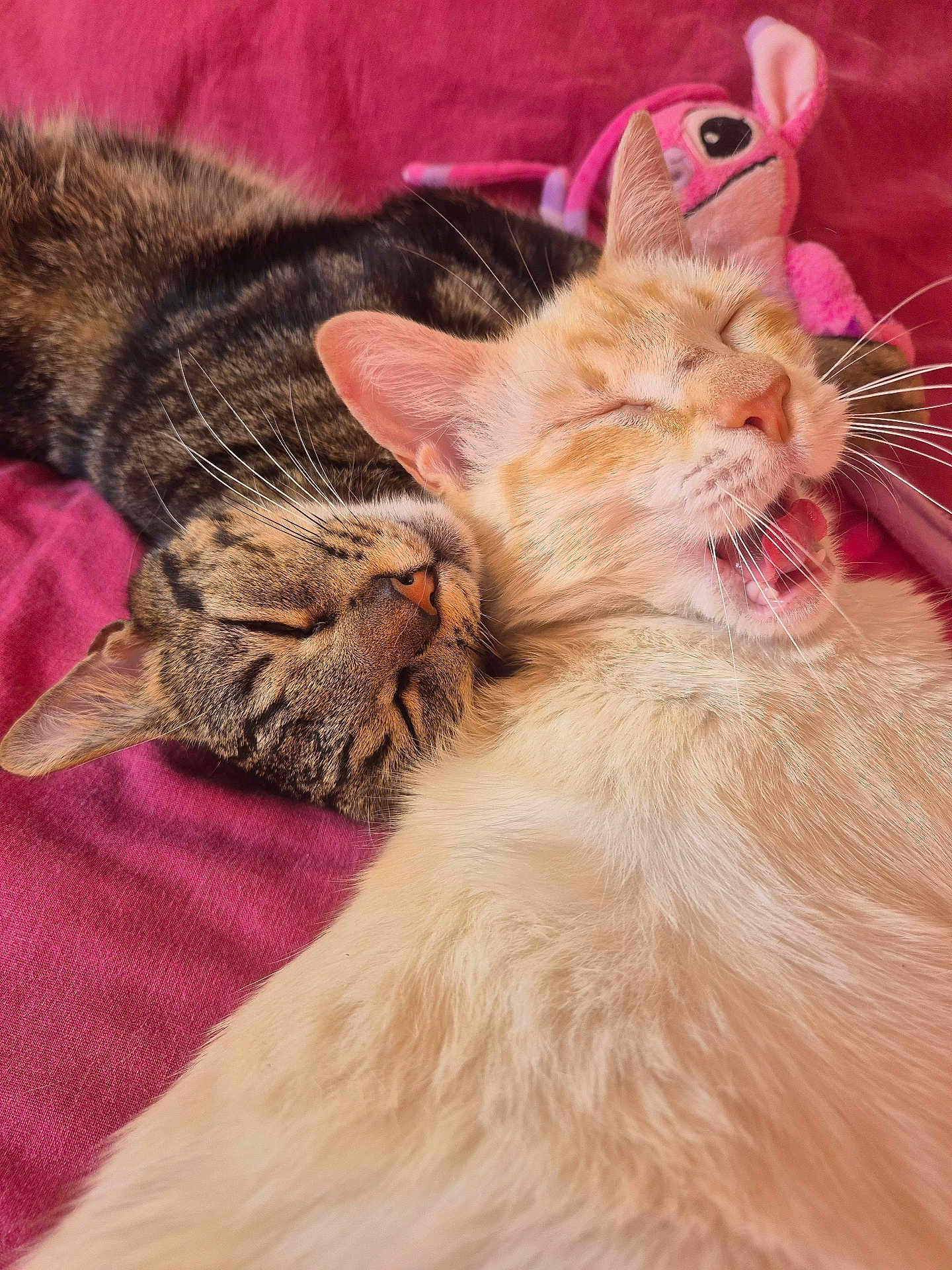 Belle Et Albus