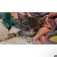 Kitty is registered to the contest to win money with this photo: kitten, cat, animal, pet, cute, fluffy, blanket, plush_toy, sleepy, cozy, soft, fur, indoor, resting, young, small, cute_animal, domestic_cat, whiskers, ears